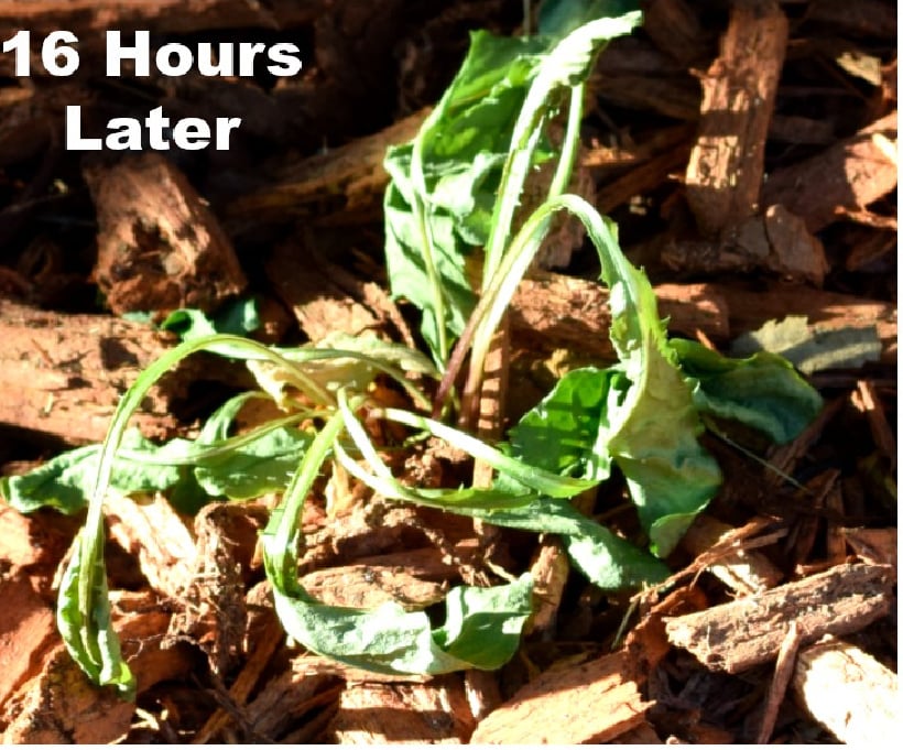 16 hours later vinegar diy weed killer